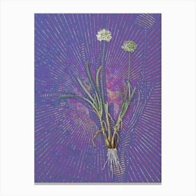 Vintage Allium Carolinianum Botanical Illustration on Veri Peri Canvas Print