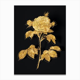 Vintage Rosa Alba Botanical in Gold on Black n.0614 Canvas Print