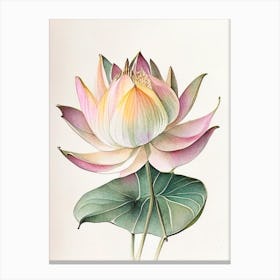 Early Lotus Watercolour Ink Pencil 1 Canvas Print