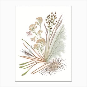 Caraway Seeds Spices And Herbs Pencil Illustration 2 Canvas Print