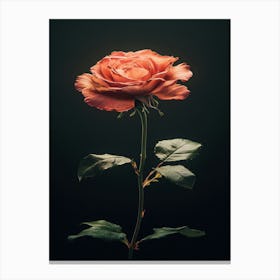 Rose Flower Isolated On Black Background Canvas Print