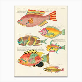 Colourful And Surreal Illustrations Of Fishes Found In Moluccas (Indonesia) And The East Indies, Louis Renard Canvas Print