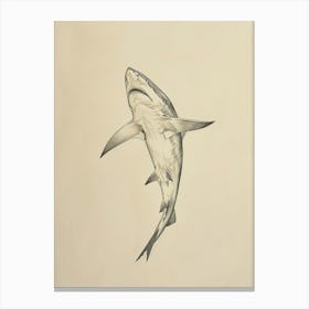 Thresher Shark Vintage Illustration 1 Canvas Print