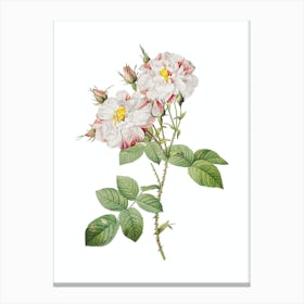 Vintage White Damask Rose Botanical Illustration on Pure White n.0728 Canvas Print