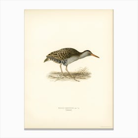 Water Rail, The Von Wright Brothers Canvas Print