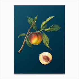 Vintage Peach Botanical Art on Teal Blue n.0165 Canvas Print