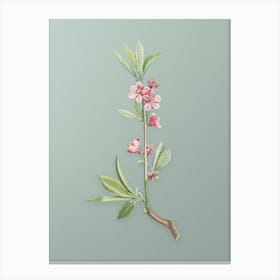 Vintage Pink Flower Branch Botanical Art on Mint Green n.0180 Canvas Print