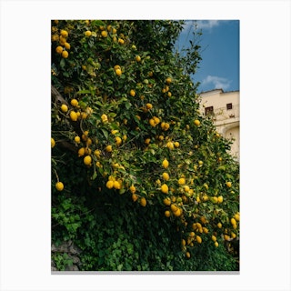 Amalfi Coast Lemons Ii Canvas Print