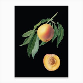Vintage Peach Botanical Illustration on Solid Black n.0355 Canvas Print