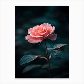 Pink Rose 39 Canvas Print