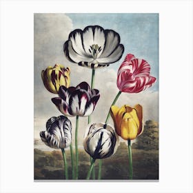 Vintage Thornton 5 Tulips Canvas Print