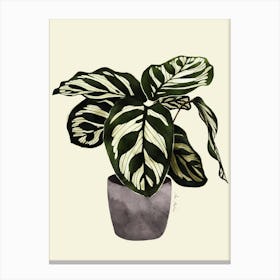 Calathea Plant Canvas Print