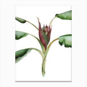 Scarlet Banana Canvas Print