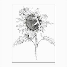 Sunflower 1 Canvas Print