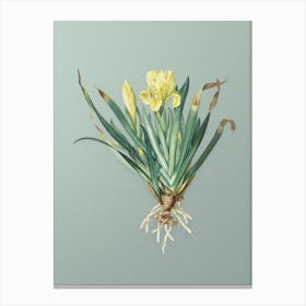 Vintage Crimean Iris Botanical Art on Mint Green n.0564 Canvas Print