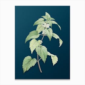 Vintage White Dead Nettle Plant Botanical Art on Teal Blue n.0138 Canvas Print