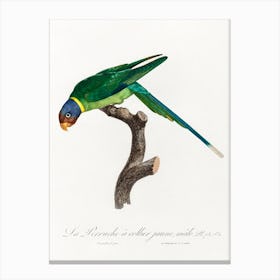 The Plum Headed Parakeet, Male From Natural History Of Parrots, Francois Levaillant Canvas Print