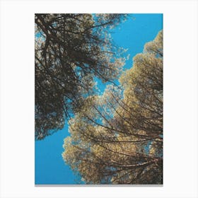 Pine Trees Canvas Print