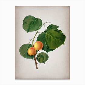 Vintage Yellow Apricot Botanical on Parchment n.0088 Canvas Print