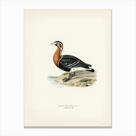 Red Breasted Goose (Branta Ruficollis), The Von Wright Brothers Canvas Print
