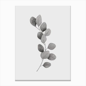 Eucolyptus Leaf Black And White Canvas Print