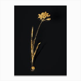 Vintage Galaxia Ixiaeflora Botanical in Gold on Black n.0285 Canvas Print