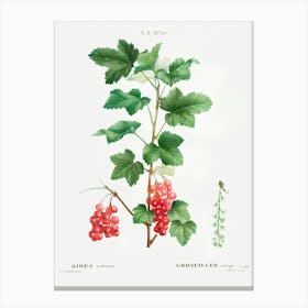 Red Currants Canvas Print