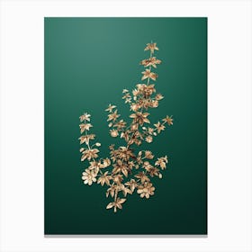 Gold Botanical Madder Leaved Bauera on Dark Spring Green Canvas Print