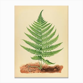 Vintage Illustration Button Fern 3 Canvas Print