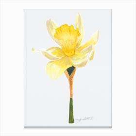 Daffodil 2 Canvas Print