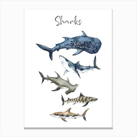 Shark Sizes Canvas Print