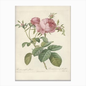 Rose Illustration, Pierre Joseph Redoute(103) Canvas Print