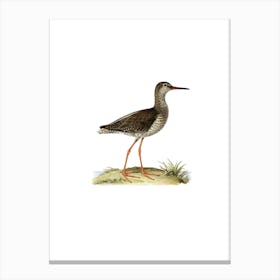 Vintage Common Redshank Bird Illustration on Pure White Canvas Print