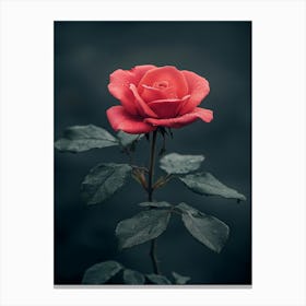 Red Rose 51 Canvas Print