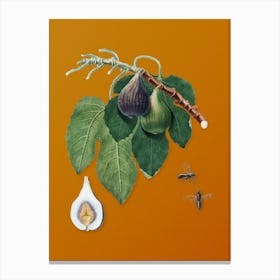Vintage Fig Botanical on Sunset Orange n.0062 Canvas Print