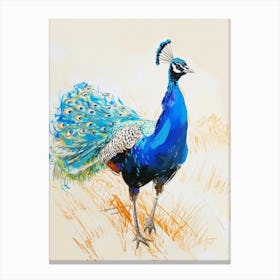 Peacock Walking Sketch Canvas Print