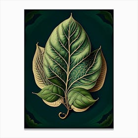 Tea Leaf Vintage Botanical 2 Canvas Print