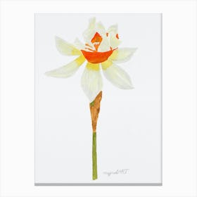 Daffodil 6 Canvas Print