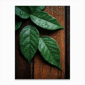 Green Leaves On A Wooden Background Canvas Print