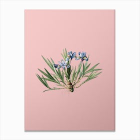 Vintage Dwarf Crested Iris Botanical on Soft Pink Canvas Print