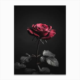 Black Rose 23 Canvas Print