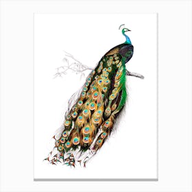 Peacock on a Branch Vintage 19th Century Illustration Canvas Print