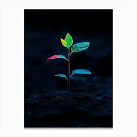 Small Plant Growing In Dark Canvas Print