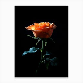 Orange Rose On Black Background 22 Canvas Print