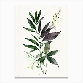 Licorice Herb Minimalist Watercolour Canvas Print