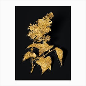 Vintage Common Pink Lilac Plant Botanical in Gold on Black n.0308 Canvas Print