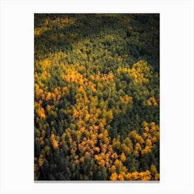 Autumn Trees from Above Canvas Print
