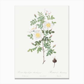 Burnet Rose, Pierre Joseph Redoute Canvas Print