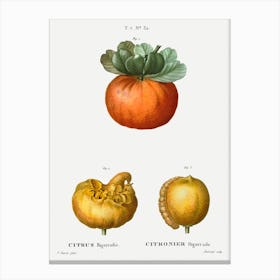 Bigarade Orange, Pierre Joseph Redoute Canvas Print