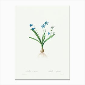 Scilla Amaena, Pierre Joseph Redoute Canvas Print